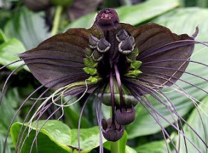 Tacca chantrieri, black bat plant, bat plant
