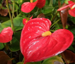 Anthurium Red Victory