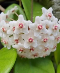 Hoya carnosa 'Saphi Wine'