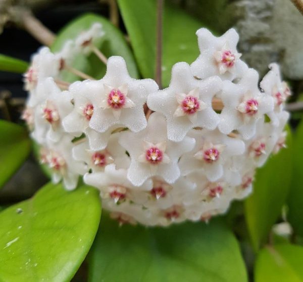 Hoya carnosa 'Saphi Wine'