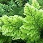 Adiantum raddianum cv Fritz Luthi