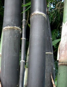Gigantochloa atroviolacea Java Black bamboo