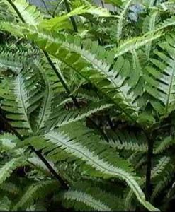 pteris argyraea