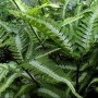 pteris argyraea