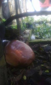 Rafflesia arnoldii Ball