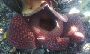 Rafflesia arnoldii Opening