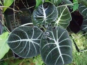 Alocasia Black Velvet, tropical plants