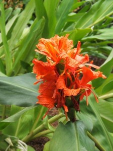 Hedychium greenii