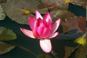 water lily totw