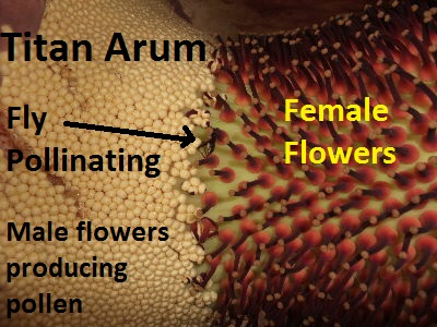 Amorphophallus titanum pollination