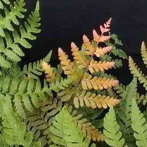 Dryopteris erythrosora