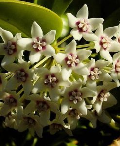 Hoya australis