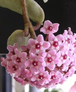 Hoya Krinkle