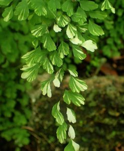 Adiantum raddianum ‘Variegatum’