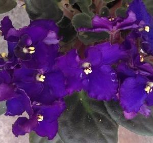 African violet Sorcerer