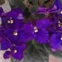 African violet Sorcerer