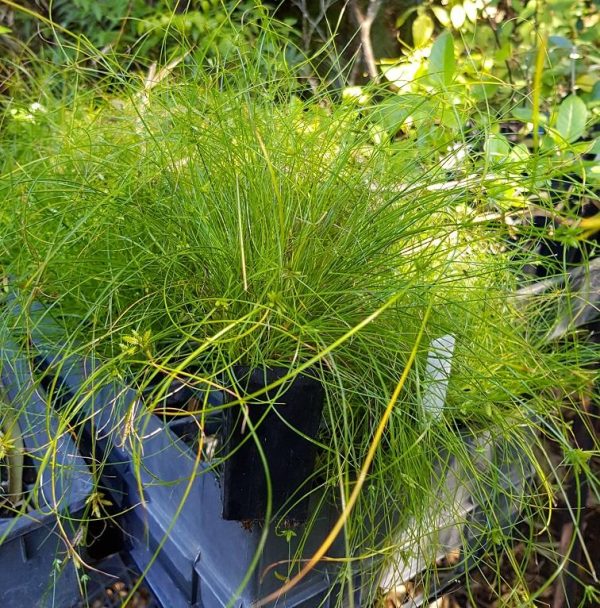 Cyperus gracilis