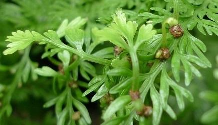Asplenium bulbiferum