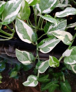 Epipremnum aureum Snow Queen