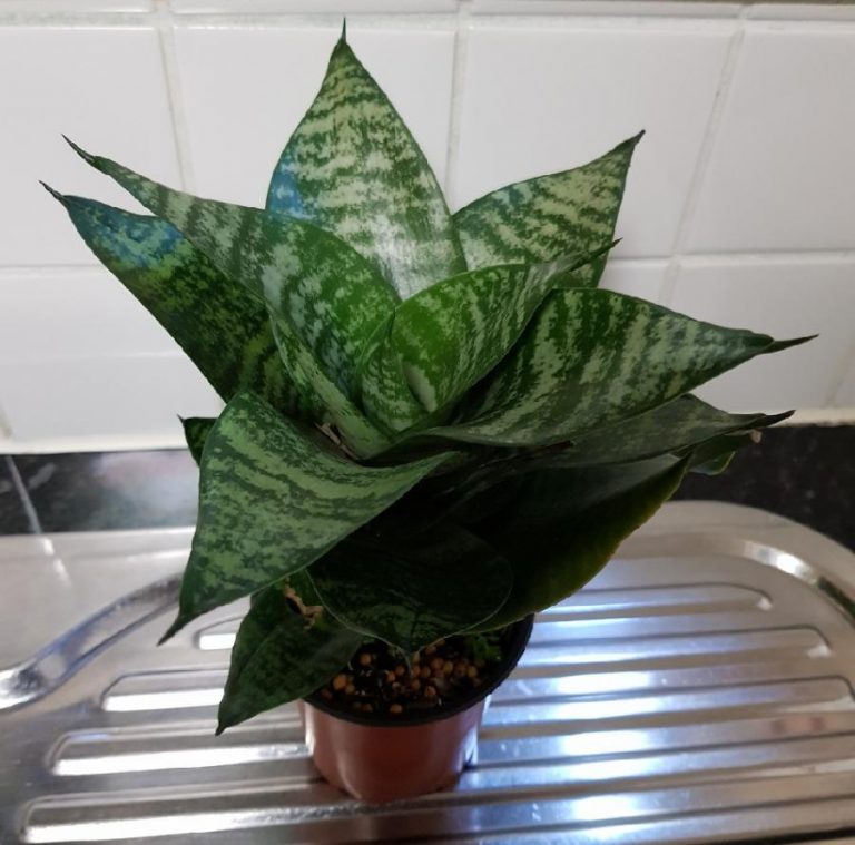 Sansevieria hahnii | Rare Plants