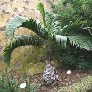 Hyophorbe lagenicaulis
