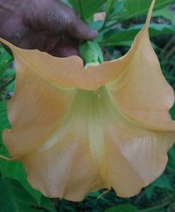 Brugmansia Mango Cornet