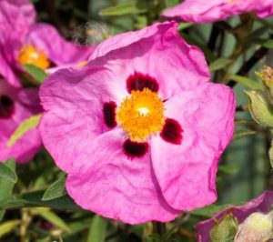 Cistus x purpureus Brilliancy