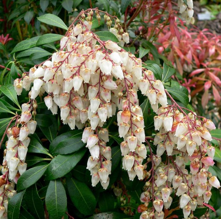 Pieris japonica | Rare Plants