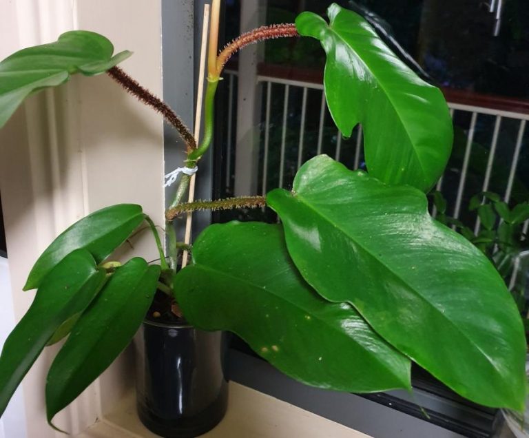 philodendron squamiferum | Rare Plants