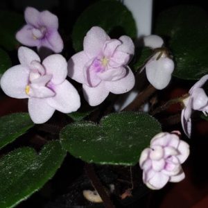 African Violet Opt Little Pearl 1 300x300