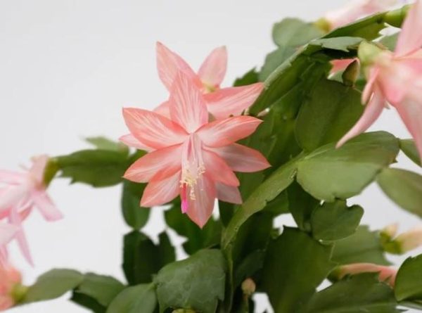 Zygocactus ‘Coral Pink’