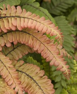 Adiantum hispidulum