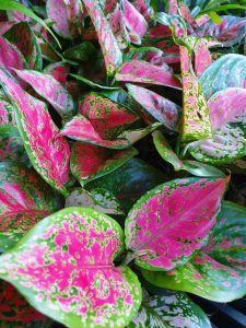 Thai Aglaonema red