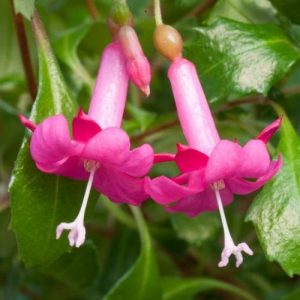 Fuchsia x bacillaris ‘Lottie Hobby’