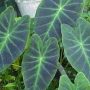 Colocasia 'Black Leaf Illustris'