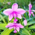 Spathoglottis plicata ‘Purple’