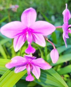 Spathoglottis plicata ‘Purple’