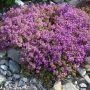 Thymus serpyllum