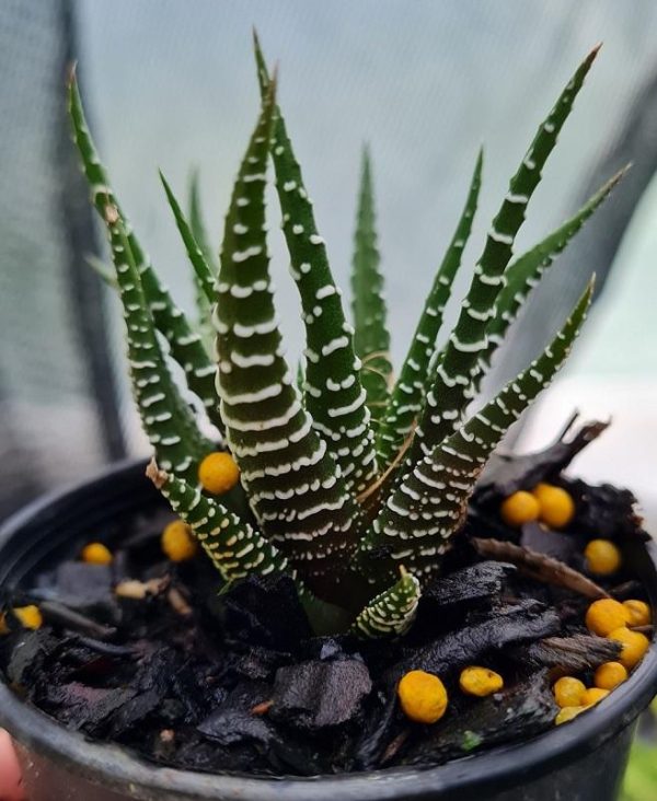 Haworthia attenuata