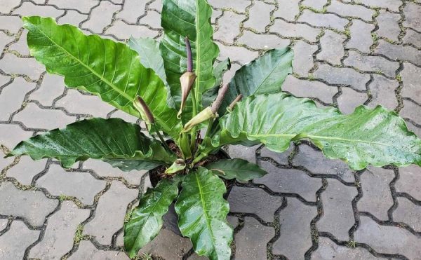 Anthurium Schlechtendalii