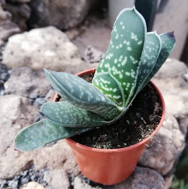 Gasteria Rabbit Ears