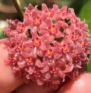 Hoya camphorifolia