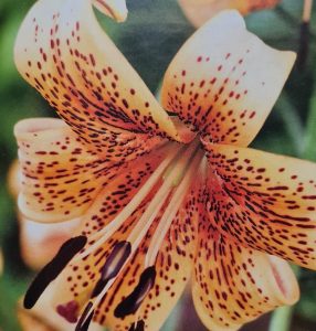 Lilium hybrid Tiger Lily