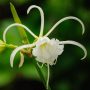 Hymenocallis festalis