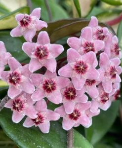 Hoya carnosa Krimson Princess