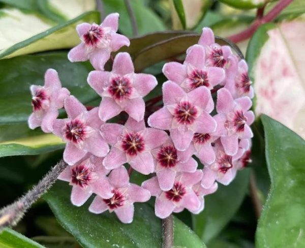 Hoya carnosa Krimson Princess