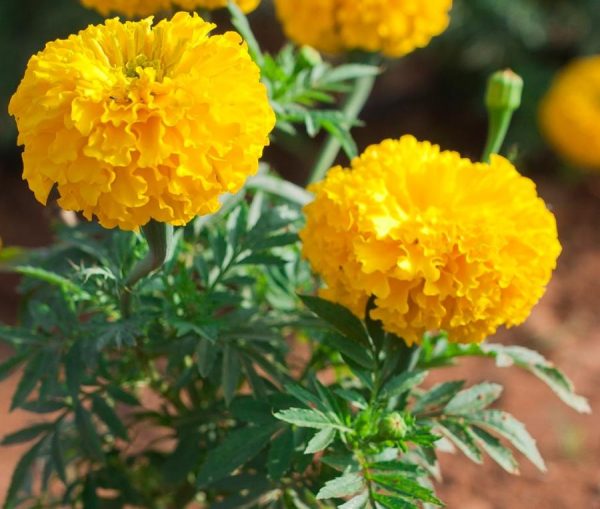 Tagetes marigold