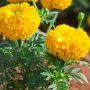 Tagetes marigold