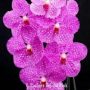 Vanda pachara Delight Pink