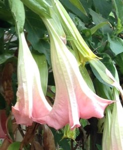 Brugmansia Frosty Pink